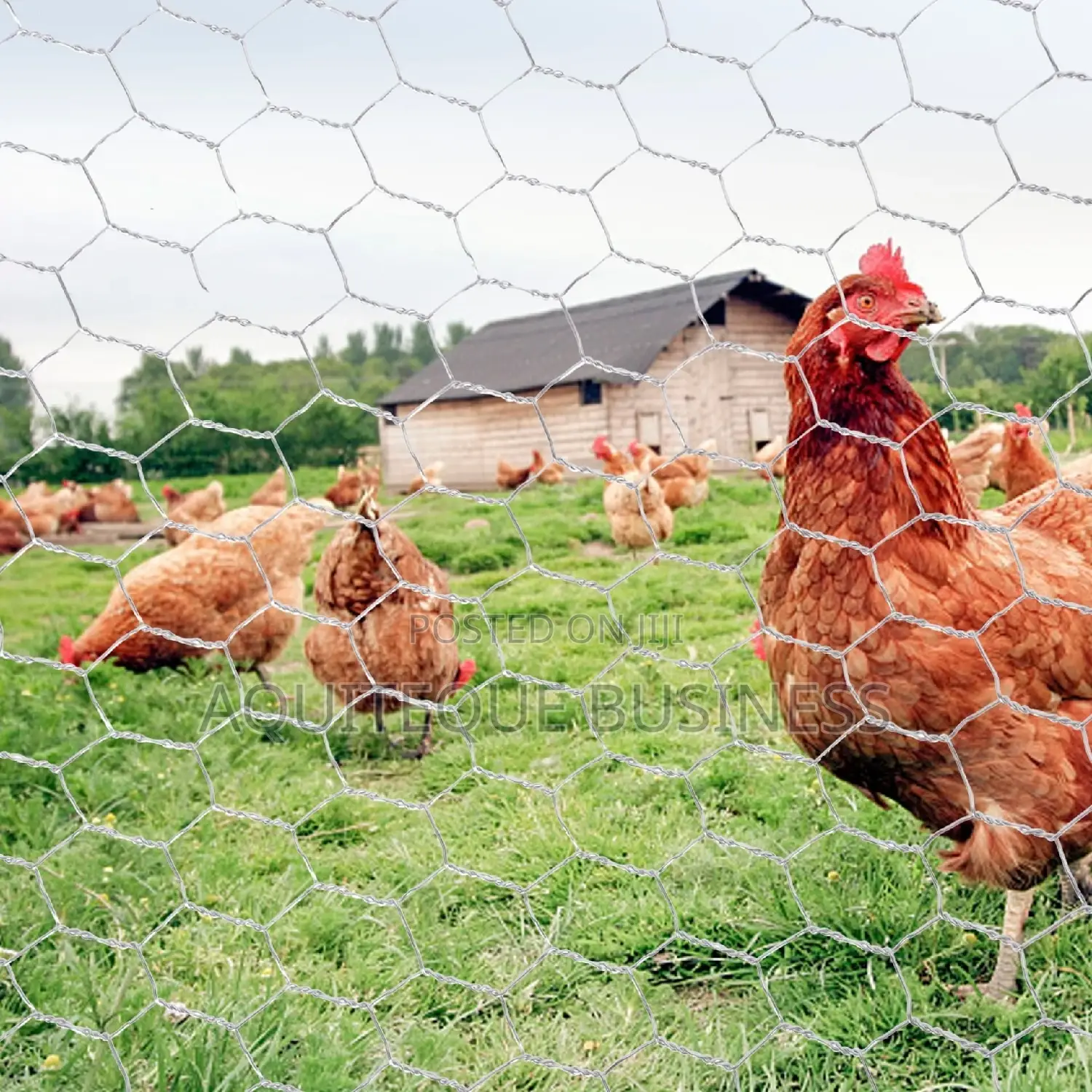 Chicken Wire Mesh Available