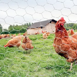 Chicken Wire Mesh Available