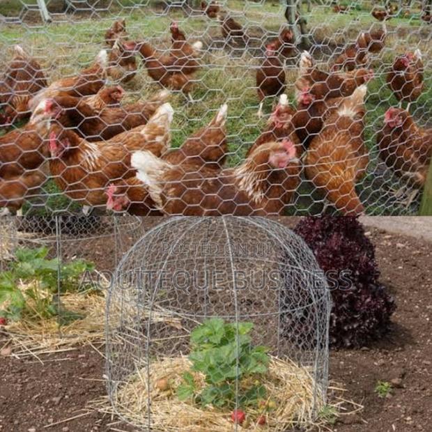 Chicken Wire . Available - thumbnail 2