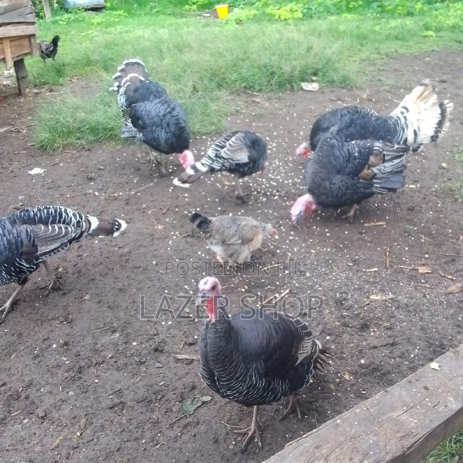 Mature Turkeys 1pair