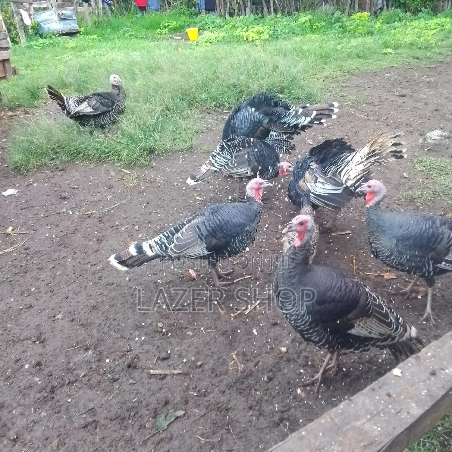 Mature Turkeys 1pair