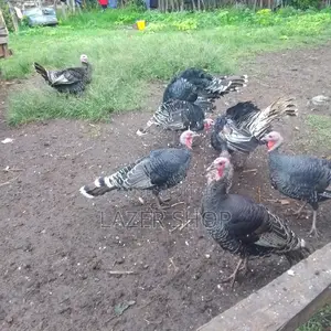 Mature Turkeys 1pair