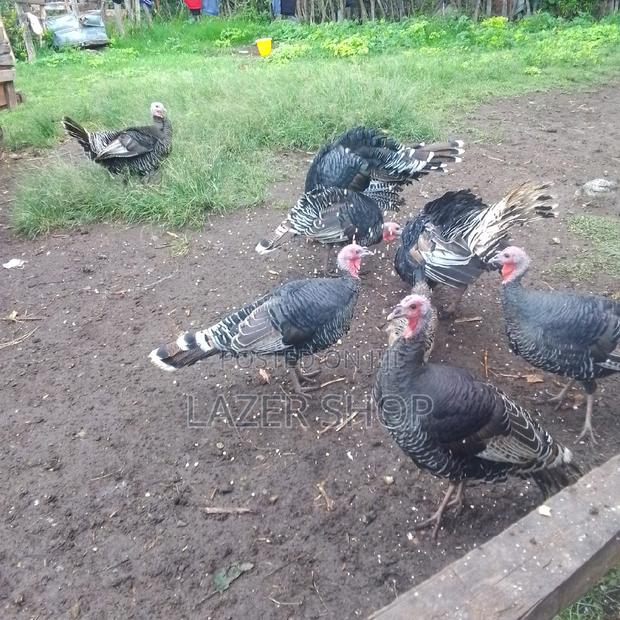 Mature Turkeys 1pair - thumbnail 3