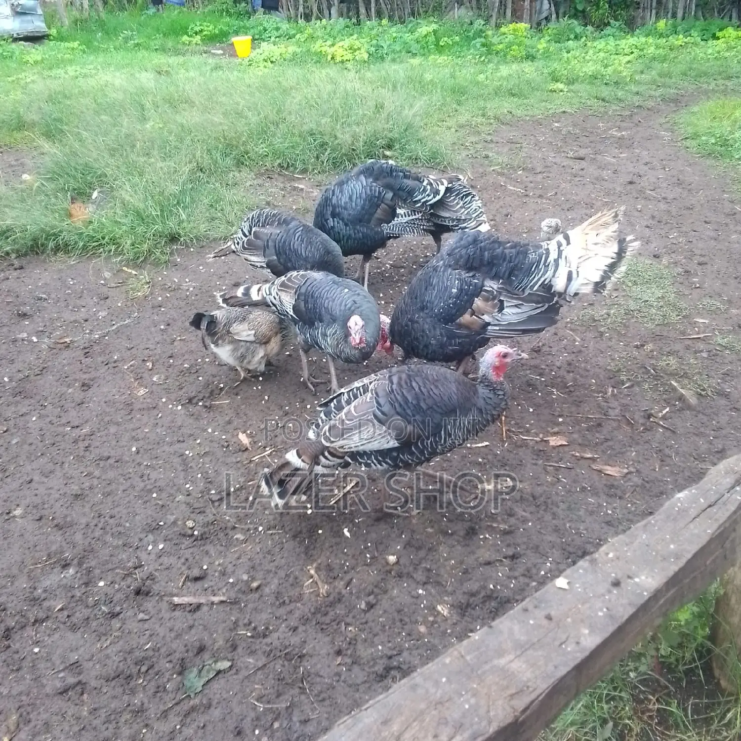 Mature Turkeys 1pair