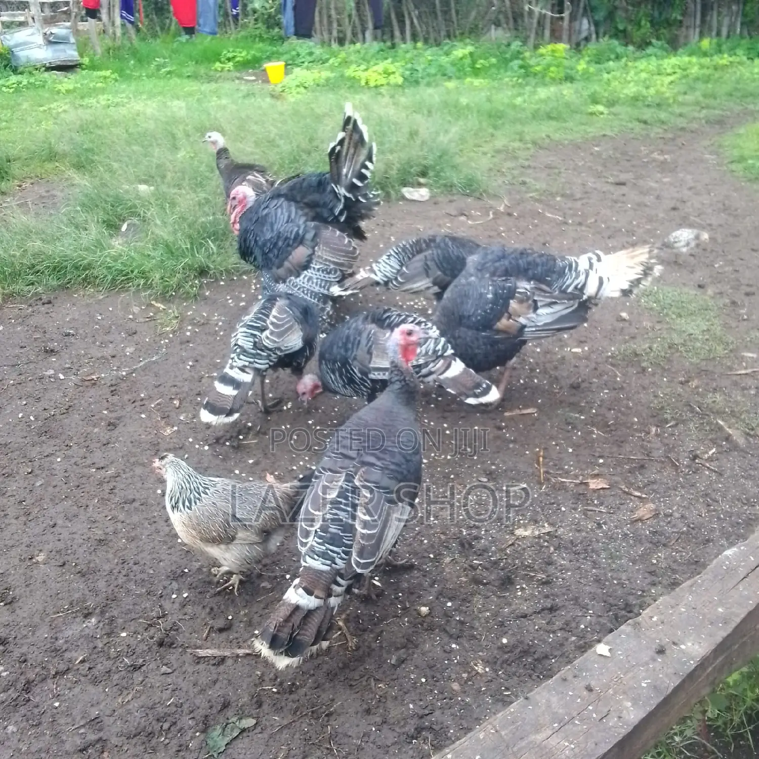 Mature Turkeys 1pair