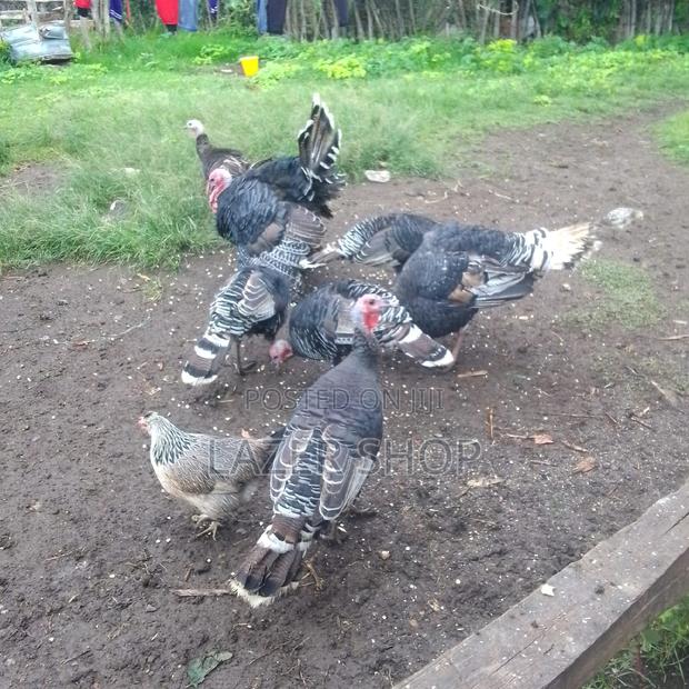 Mature Turkeys 1pair - main view