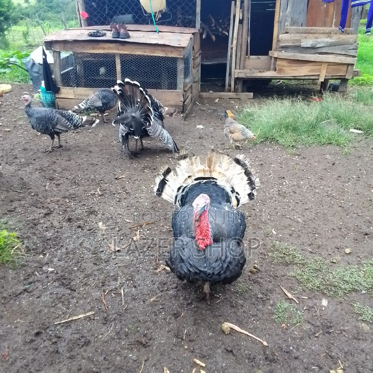 Mature Turkeys 1pair