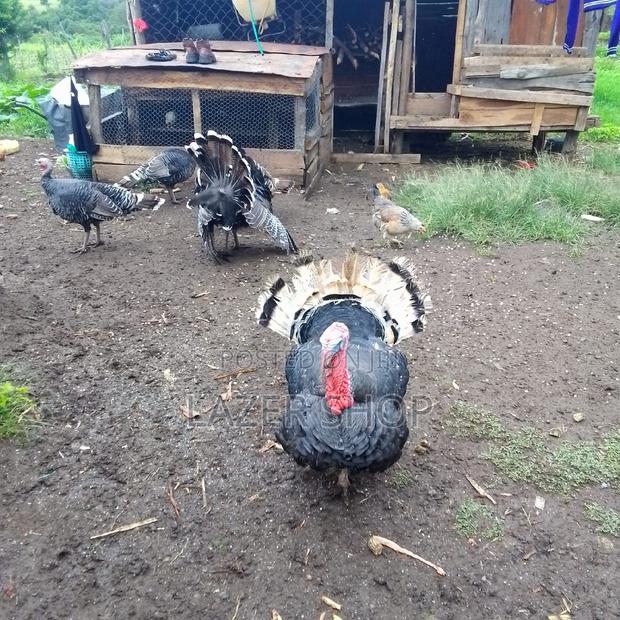 Mature Turkeys 1pair - thumbnail 8