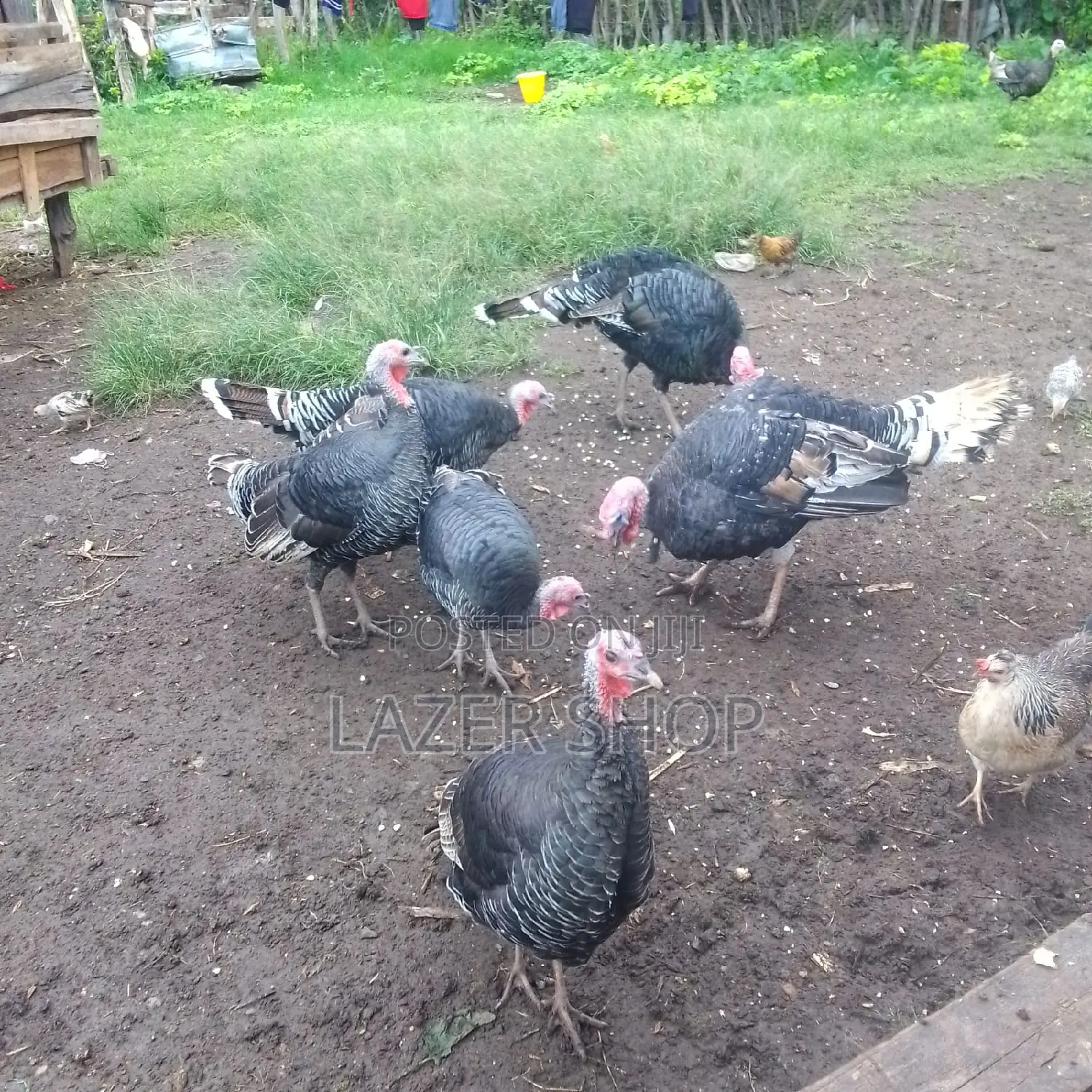 Mature Turkeys 1pair