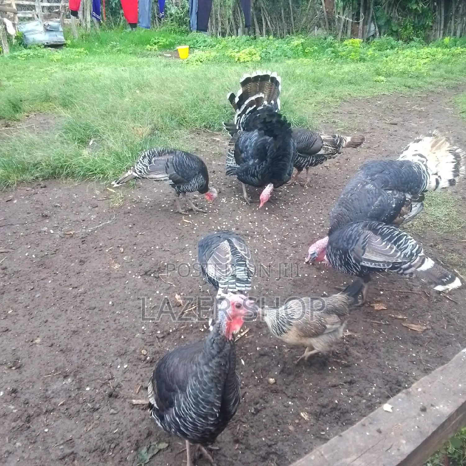 Mature Turkeys 1pair