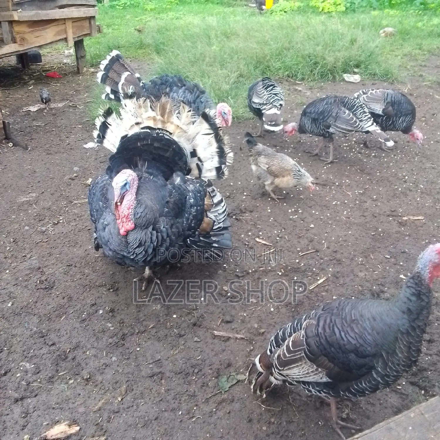 Mature Turkeys 1pair