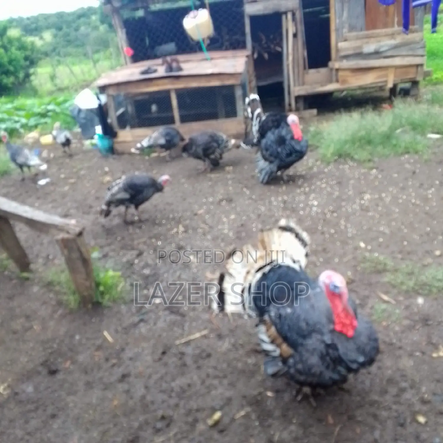 Mature Turkeys 1pair