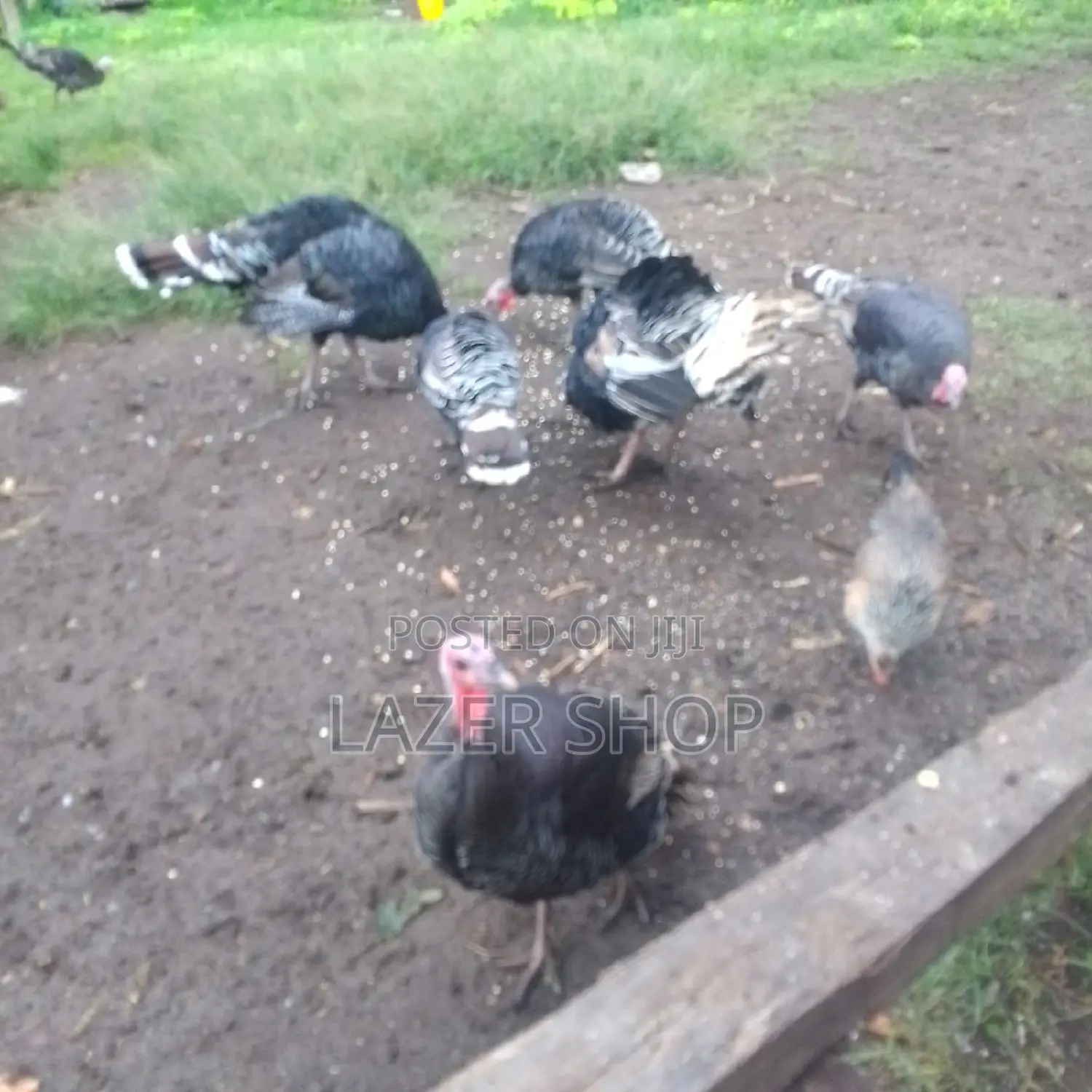 Mature Turkeys 1pair