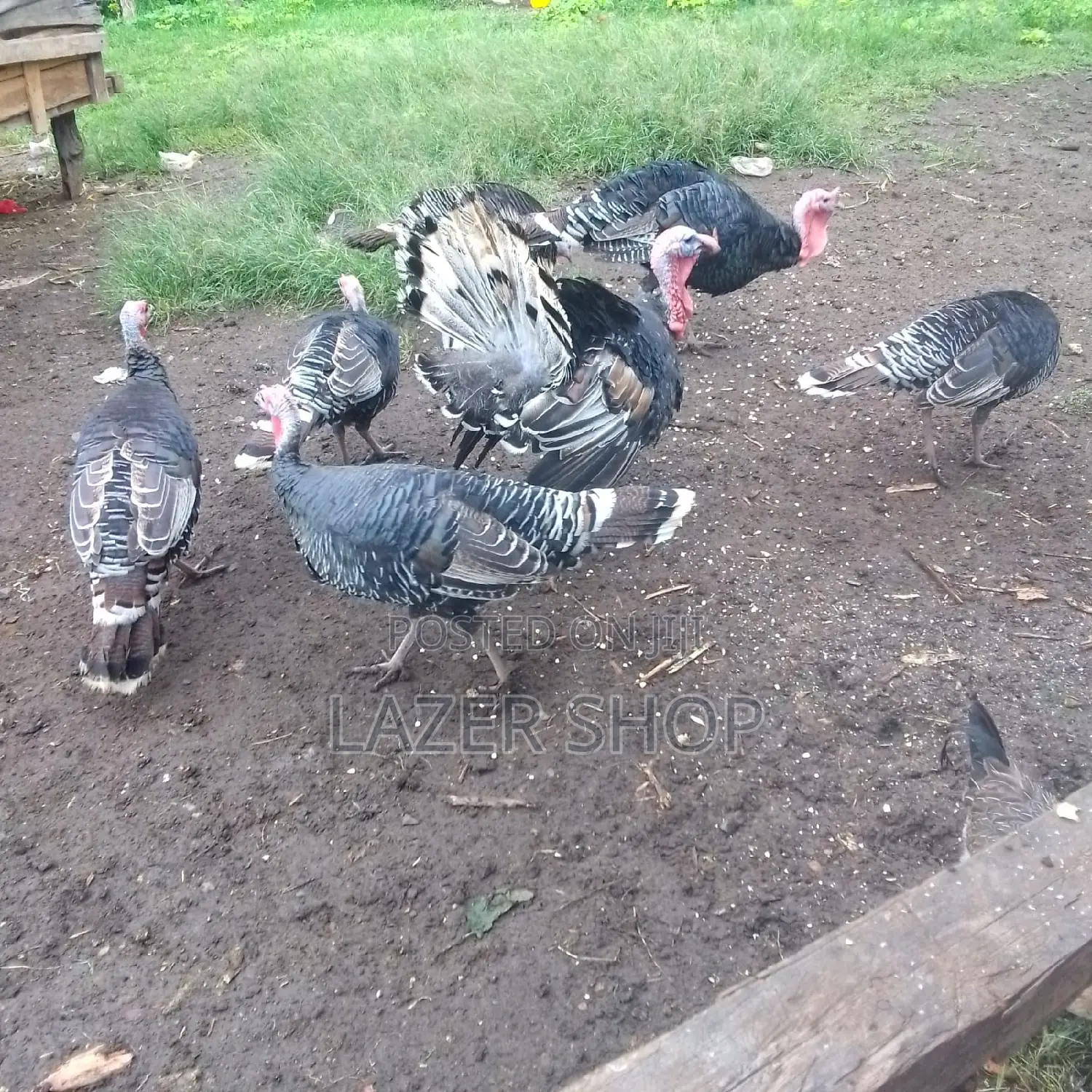 Mature Turkeys 1pair