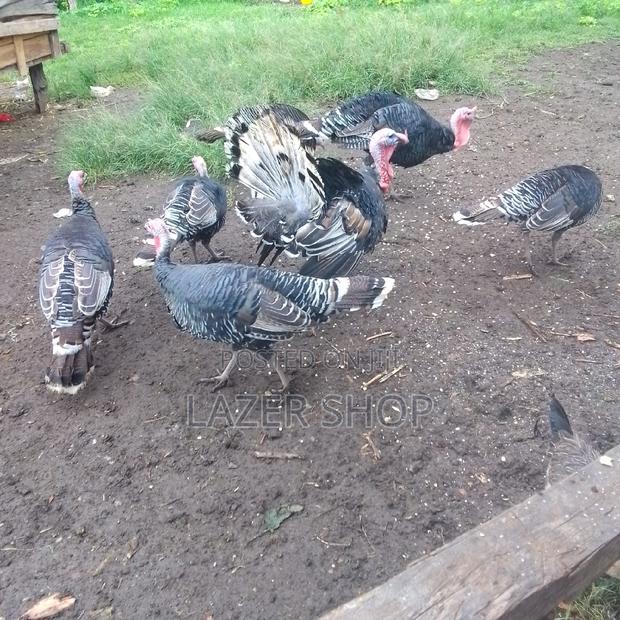 Mature Turkeys 1pair - thumbnail 11