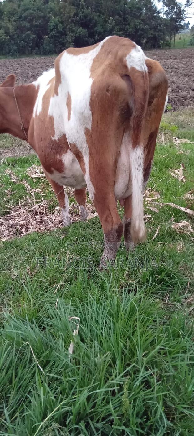 ASHA Best Breed