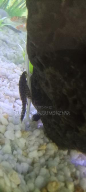 Aquarium Catfish Pleco - thumbnail 2