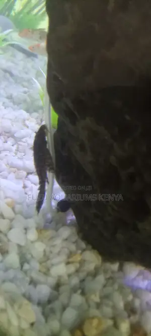Aquarium Catfish Pleco