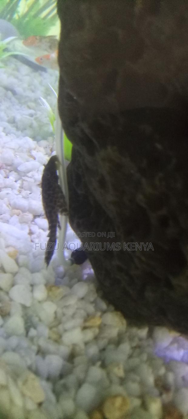 Aquarium Catfish Pleco - main view