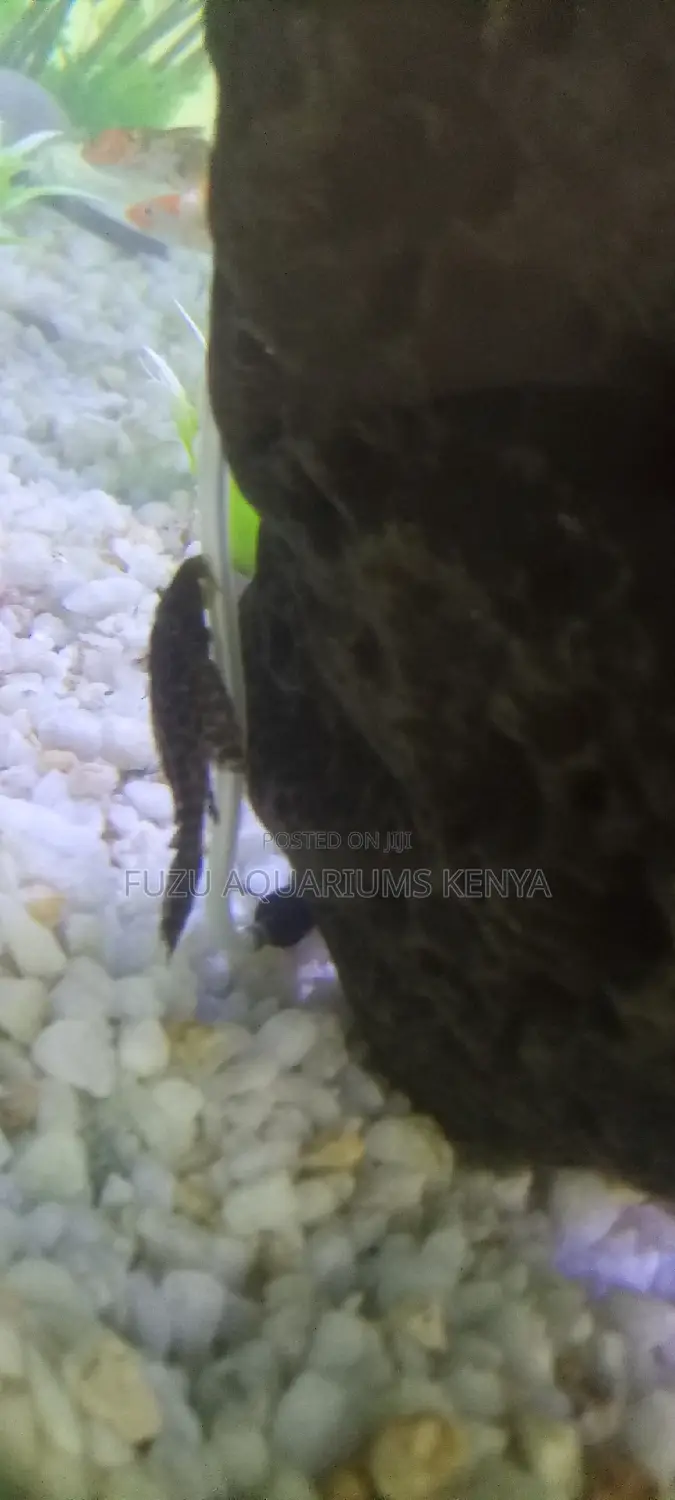 Aquarium Catfish Pleco