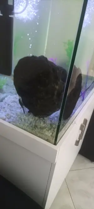 Aquarium Catfish Pleco