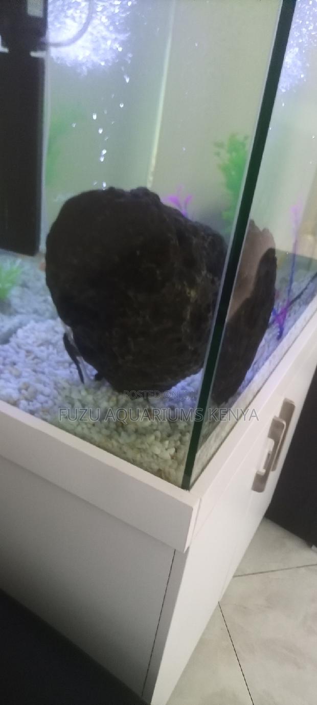 Aquarium Catfish Pleco - thumbnail 3