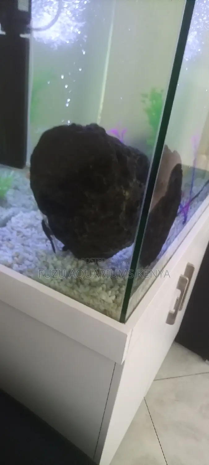 Aquarium Catfish Pleco