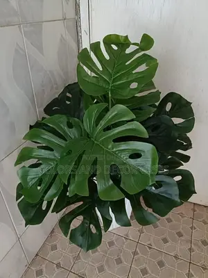 Monstera 18leaves