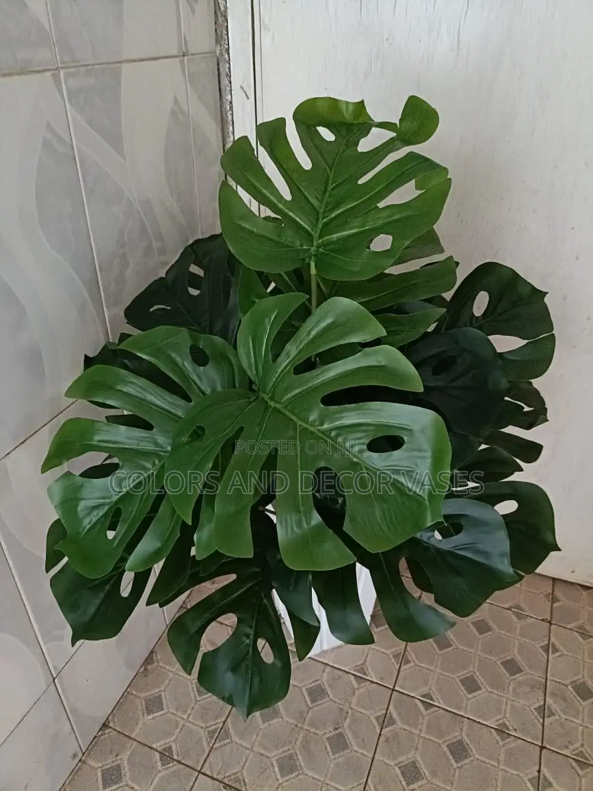 Monstera 18leaves