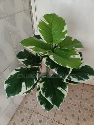 Plant Alone Is KSH 1000. 18leaves