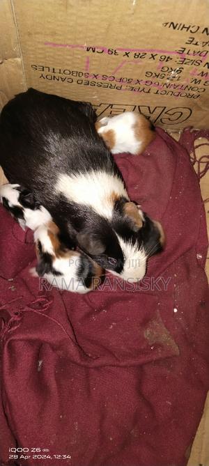 Hamster Pets - main view