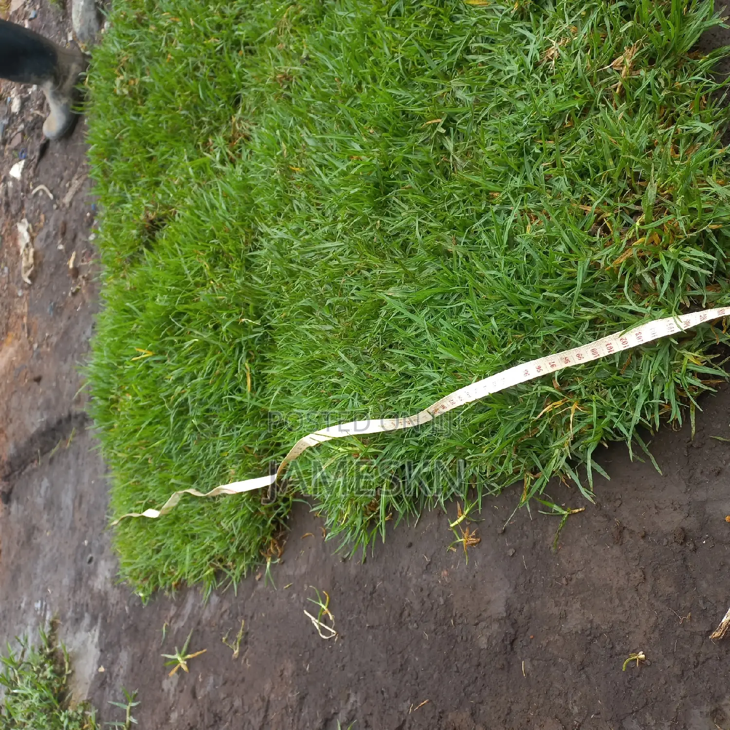 Kikuyu Grass
