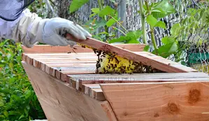 Kenya Top Bar Hive (K.T.B.H)