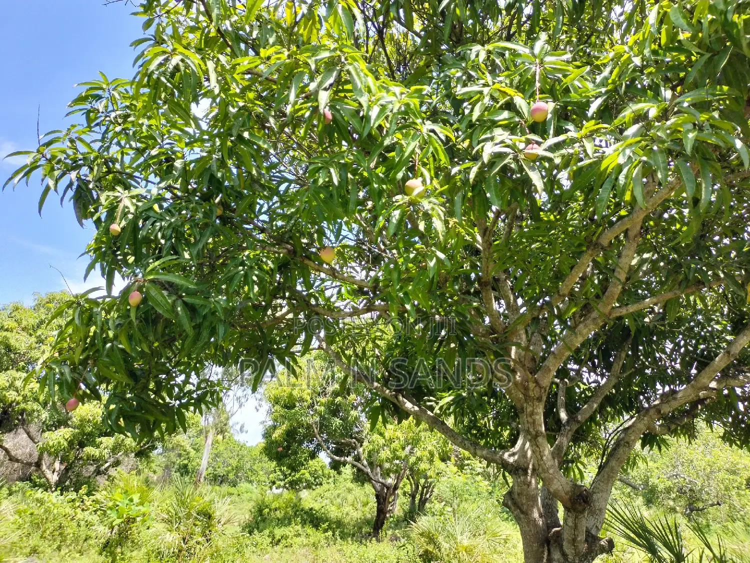 3 Acre Tiwi Plot
