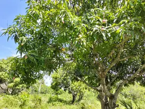 3 Acre Tiwi Plot