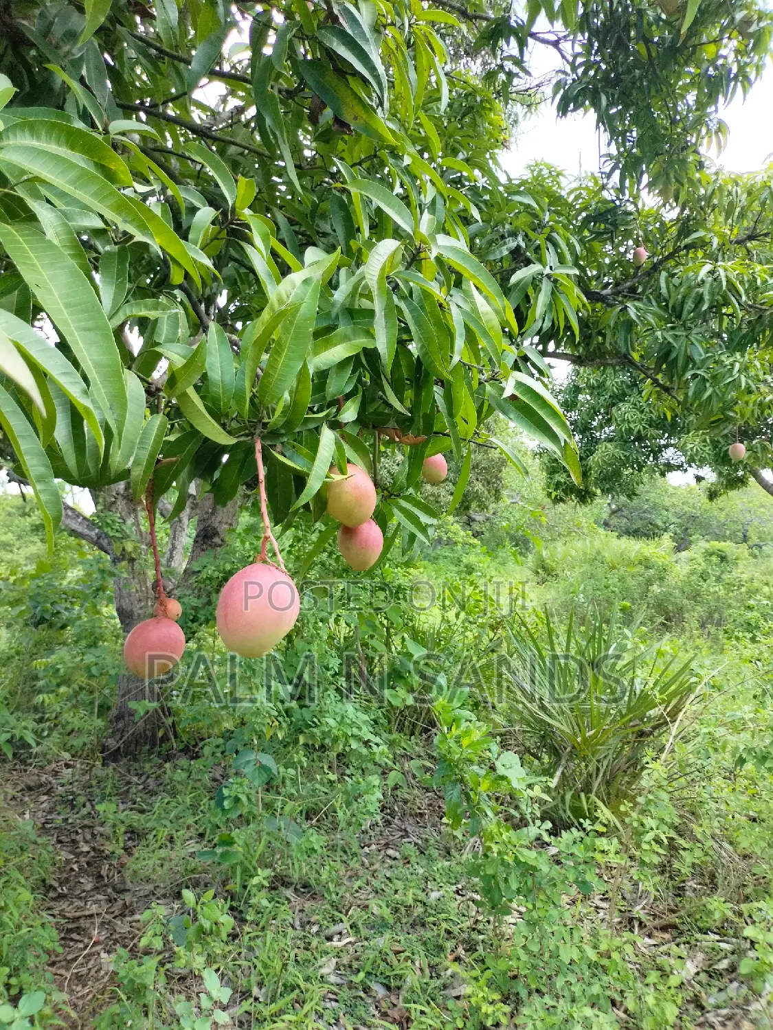 3 Acre Tiwi Plot