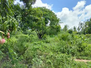 3 Acre Tiwi Plot