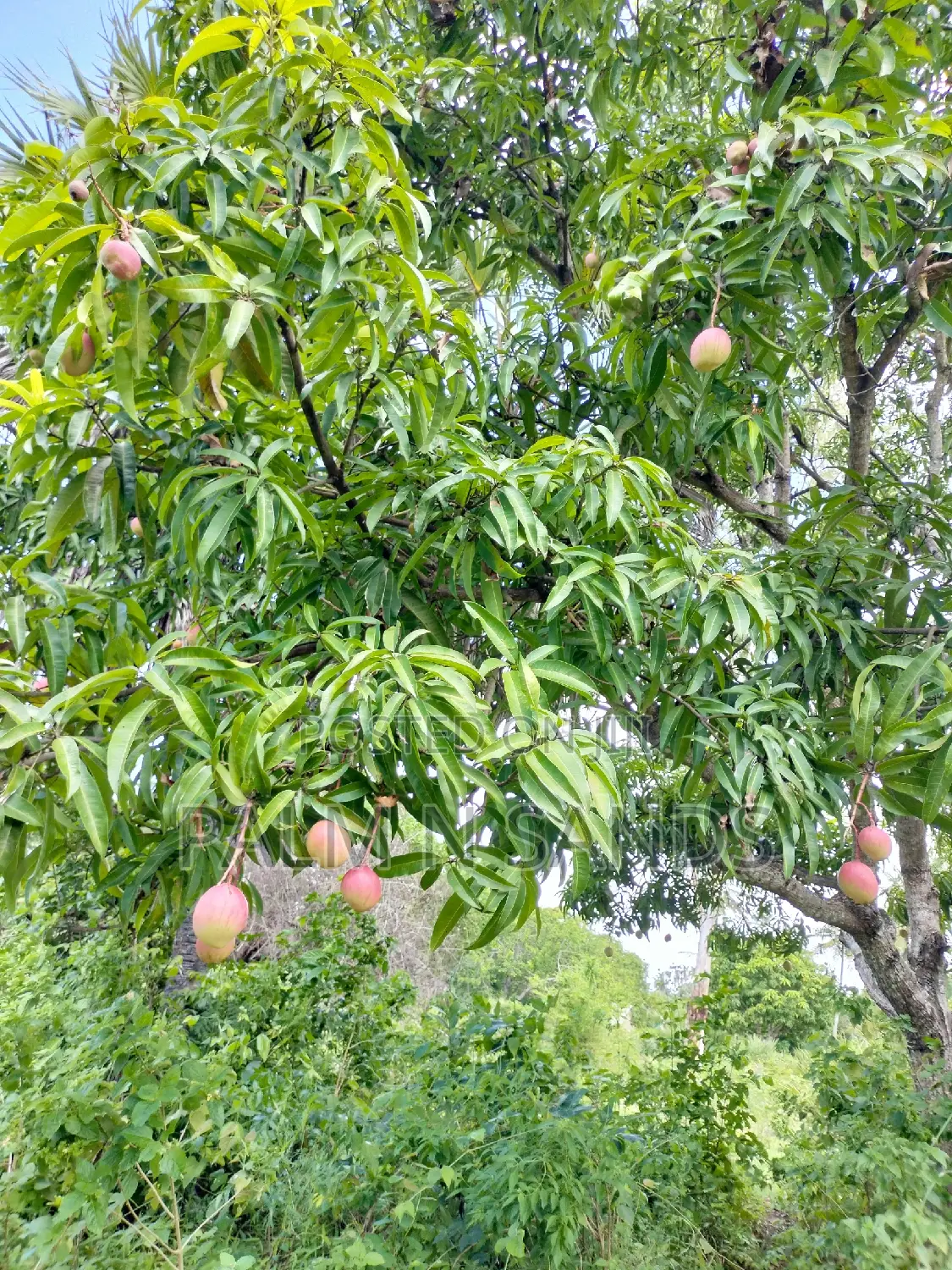 3 Acre Tiwi Plot