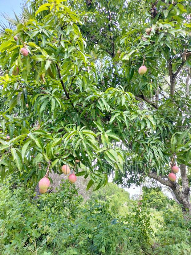 3 Acre Tiwi Plot - thumbnail 7