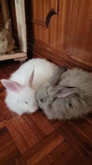 Angora Bunny - thumbnail 2