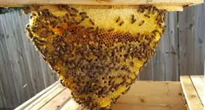 Kenya Top Bar Hive Made for Hardwood Timbers