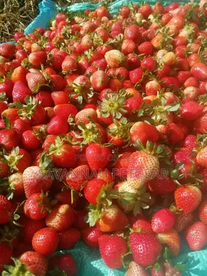 Chandler Strawberry Splits For Sale -200pcs