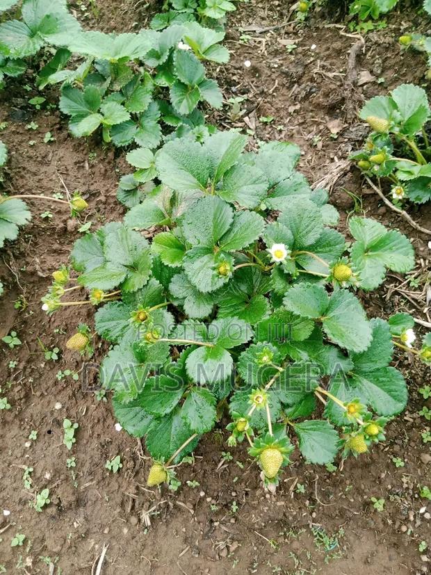 Chandler Strawberry Splits For Sale -200pcs