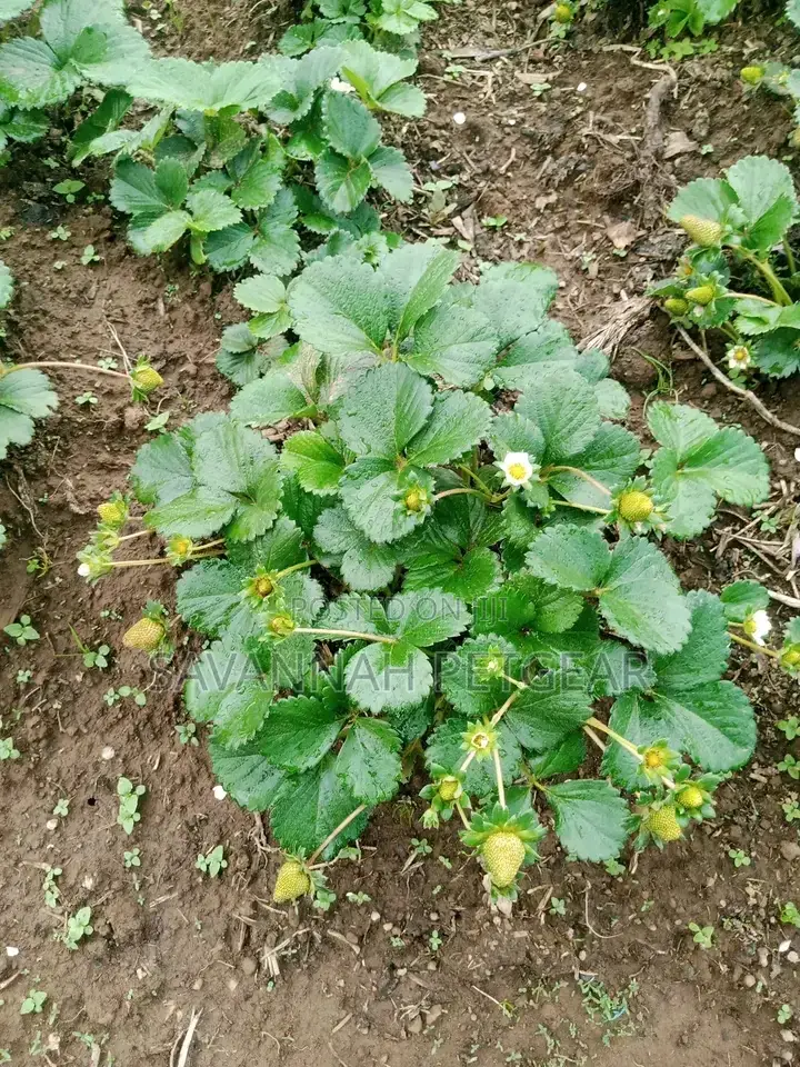 Chandler Strawberry Splits For Sale -200pcs