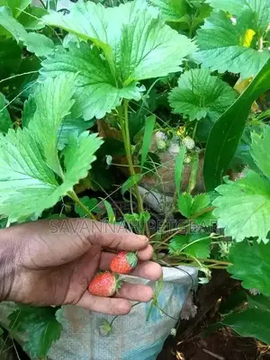 Chandler Strawberry Splits For Sale -200pcs