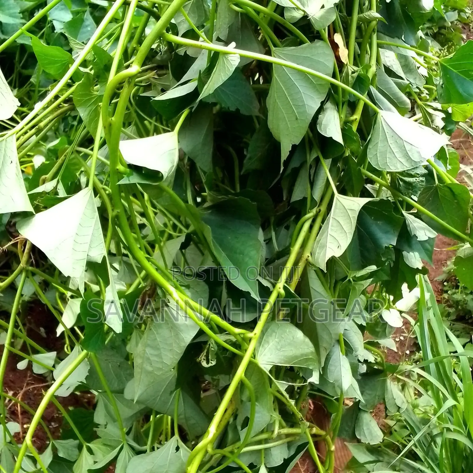High Yielding Sweet Potato Vines Livestock Fodder - 200pcs