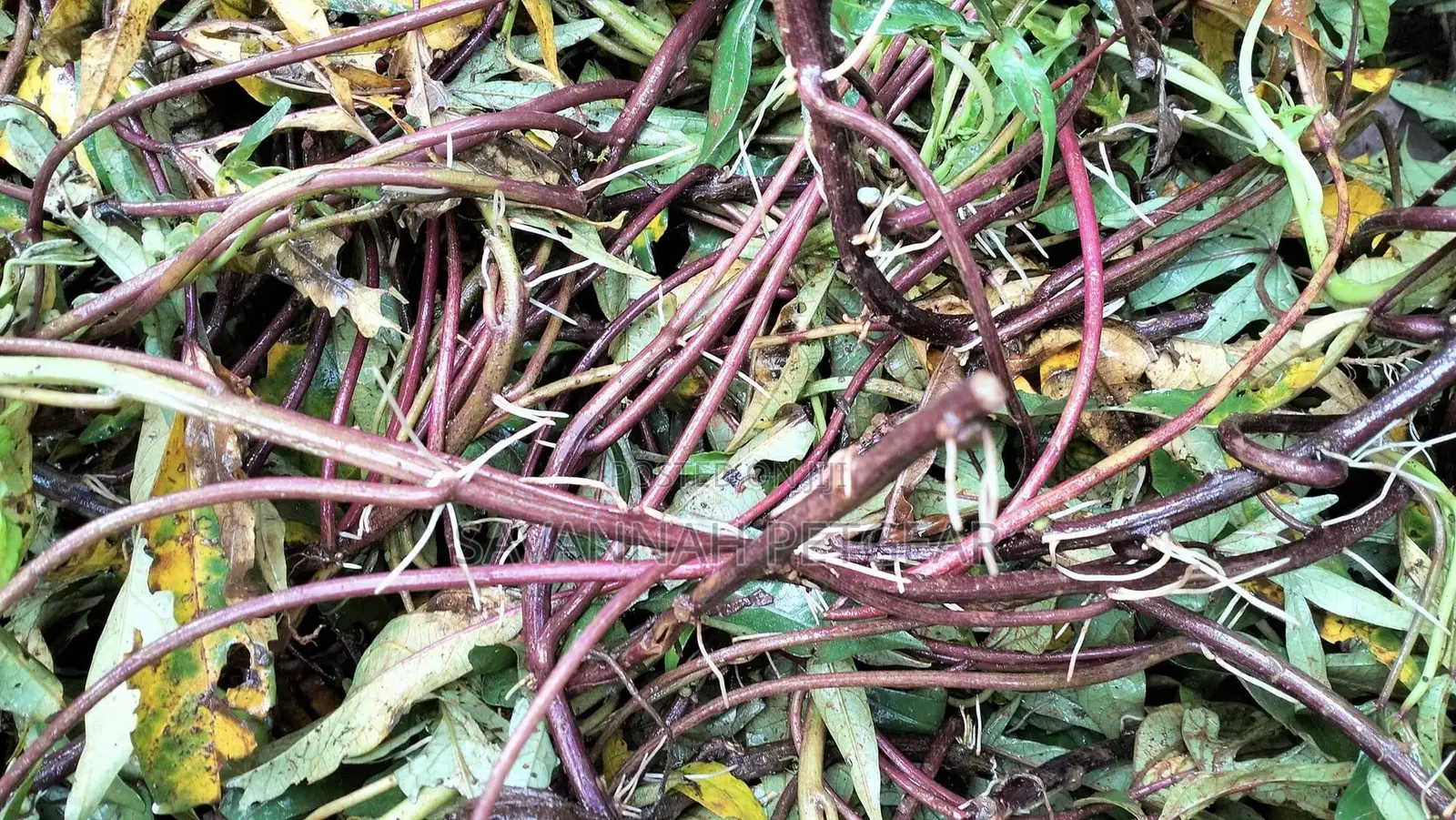 High Yielding Sweet Potato Vines Livestock Fodder - 200pcs