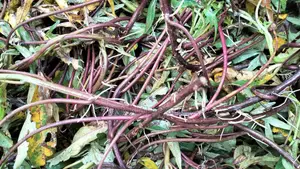 High Yielding Sweet Potato Vines Livestock Fodder - 200pcs