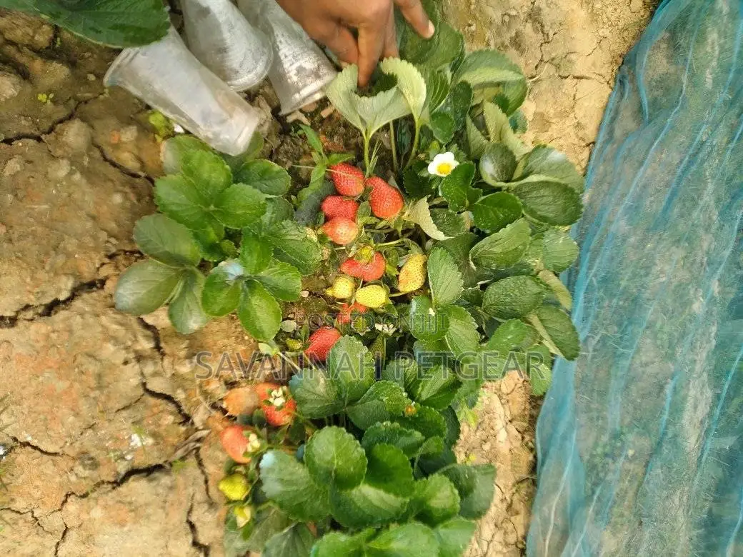 Chandler Strawberry Splits and Runners for Sale -500pcs