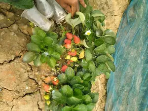 Chandler Strawberry Splits and Runners for Sale -500pcs